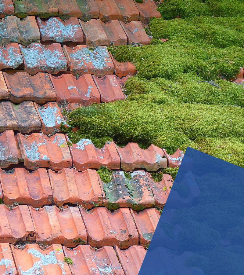 Dachreinigung, Moos, Algen, Dachsäuberung, Fassadenpflege